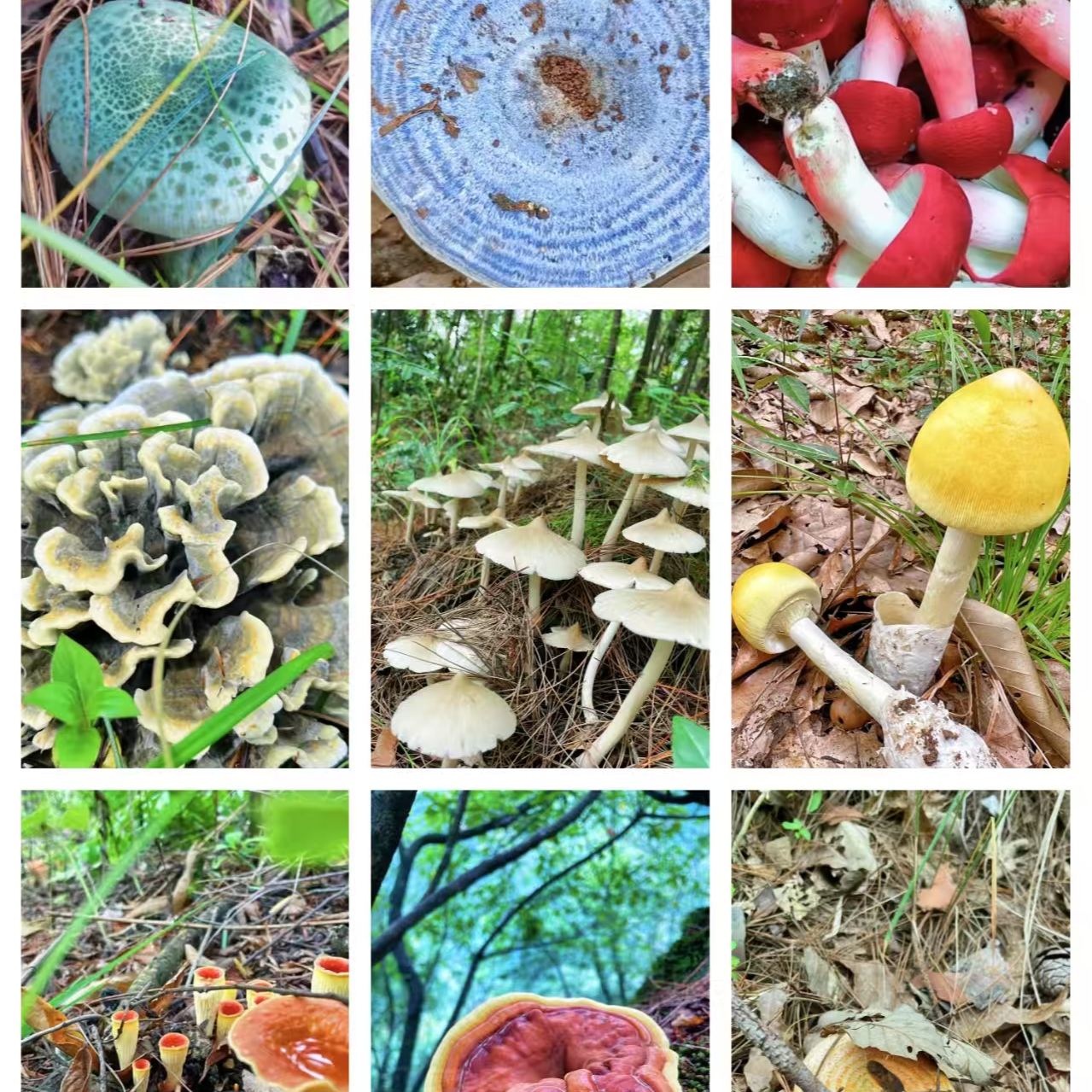 1【S-X】净含量：1g-15g【阿忠现收现卖】菌