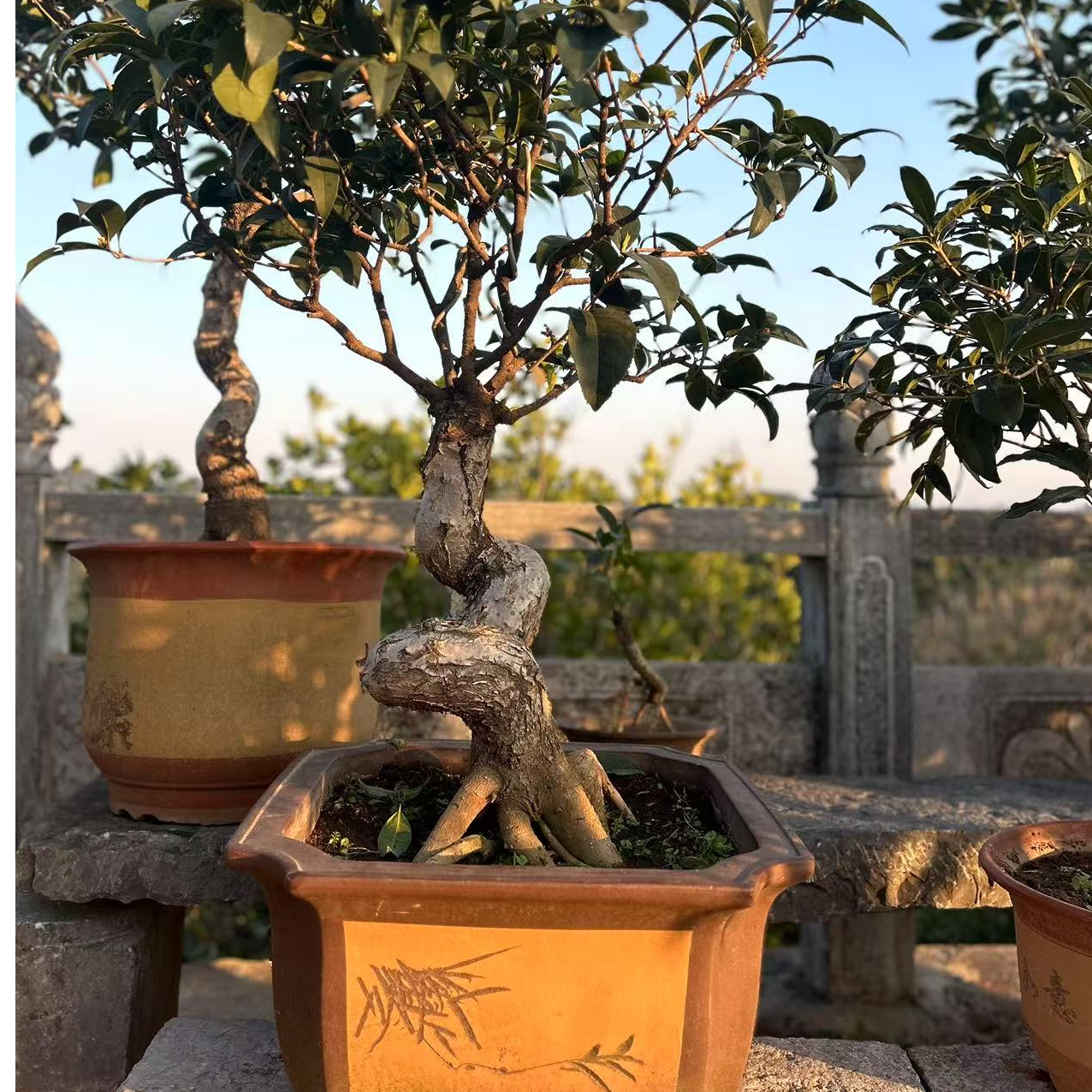 精品桂花树老桩盆景