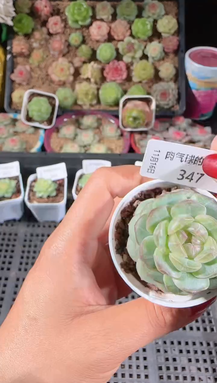 1116-347甘棠群生不包整