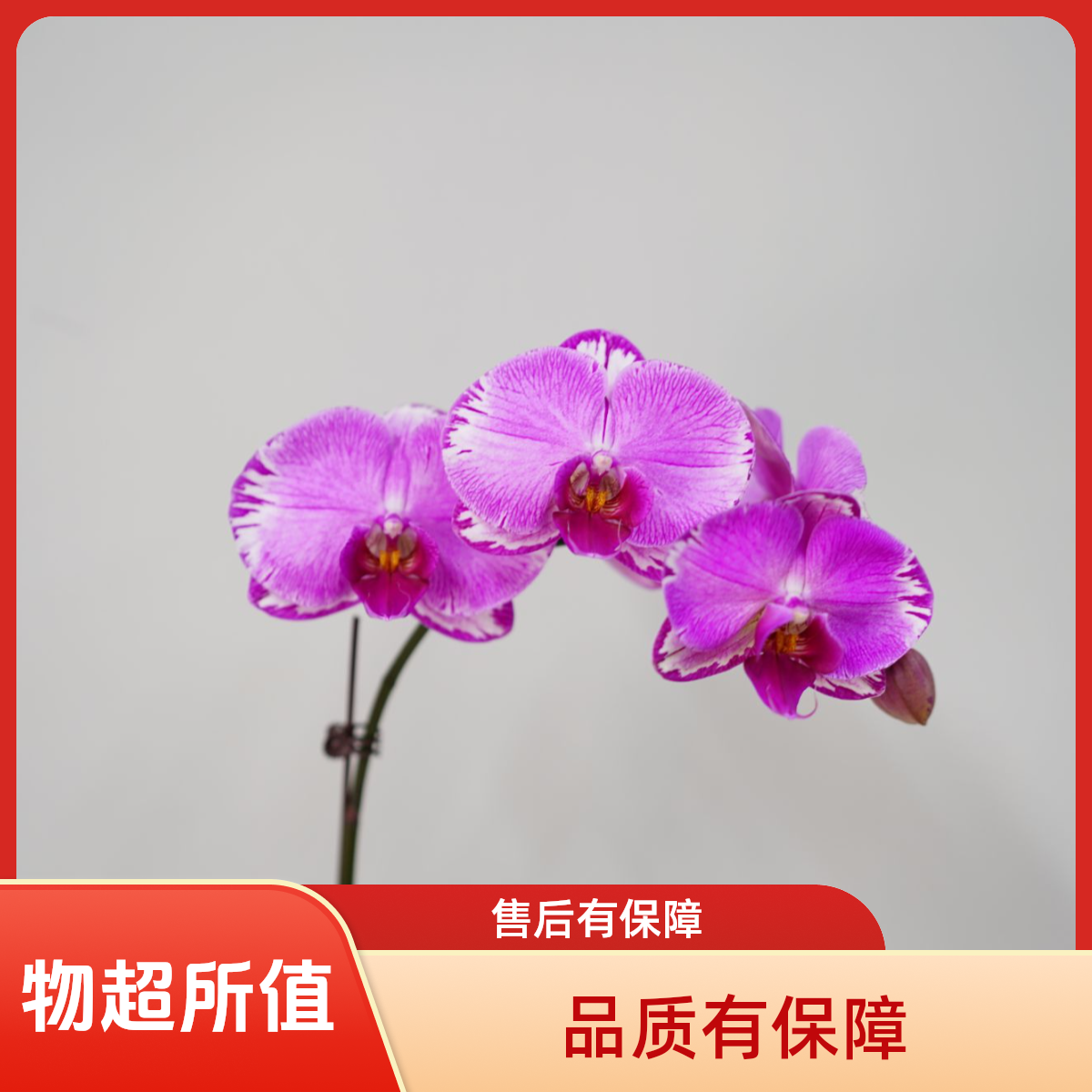 朝暮里蝴蝶兰（雷神）3.0寸带花带花苞开花珠发货