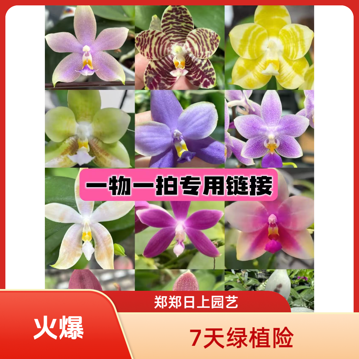 一物一拍  蝴蝶兰雅风小王x洋洋粉玛丽  1.7寸 实生 微瑕少根 