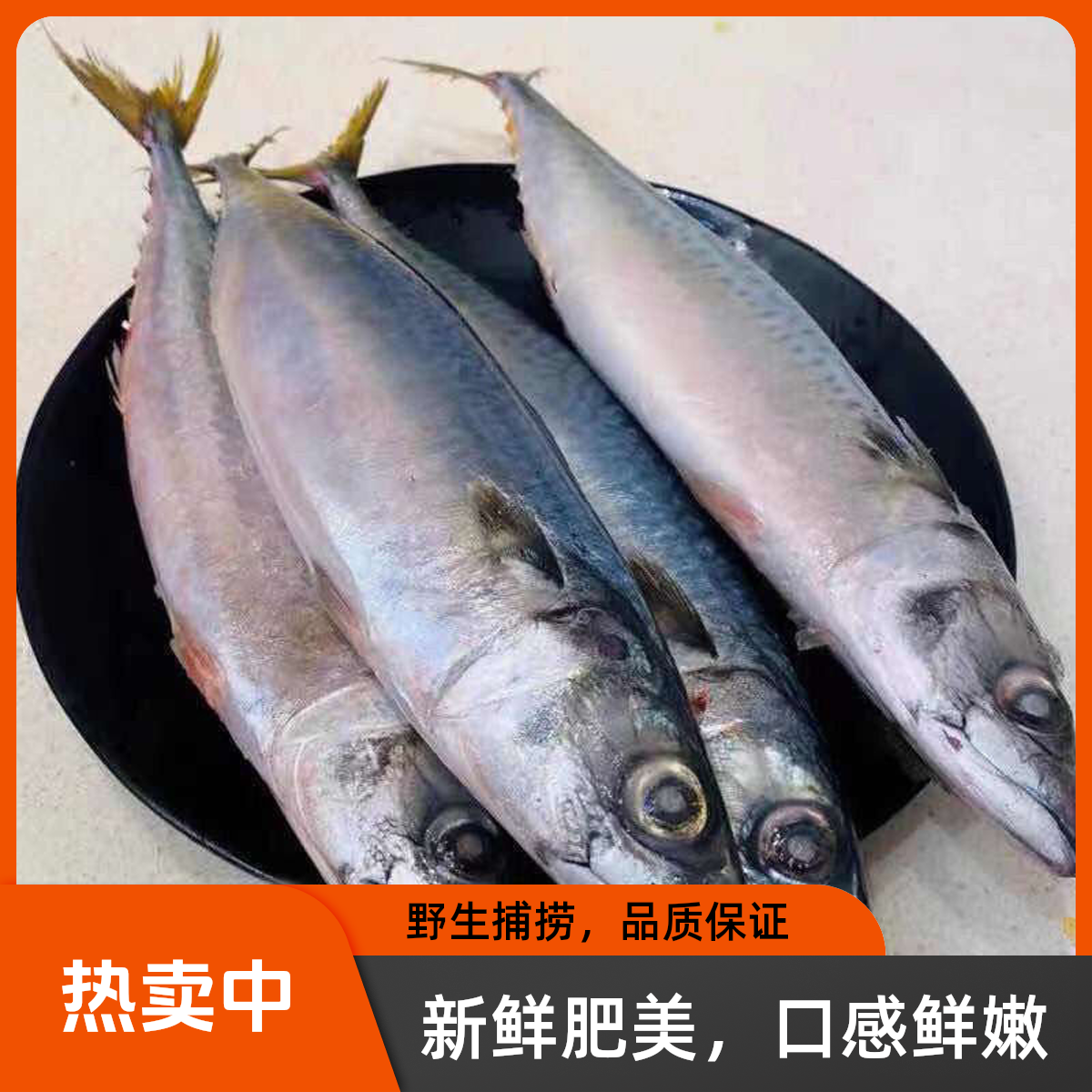 渤海湾鲐鲅鱼/青占鱼/偶有破皮易脱刺介意勿拍顺丰包邮