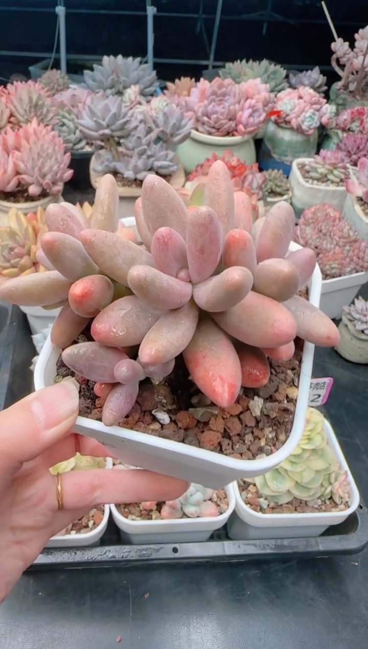 【闪购商品】6964糖果美人