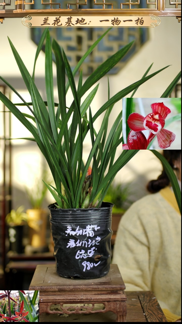 完全开放春剑红荷6苗5花苞
