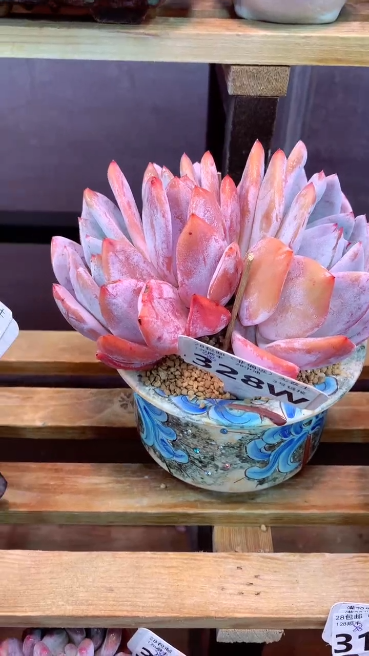 328W（一物一拍，精品多肉，w所见即所得 ）