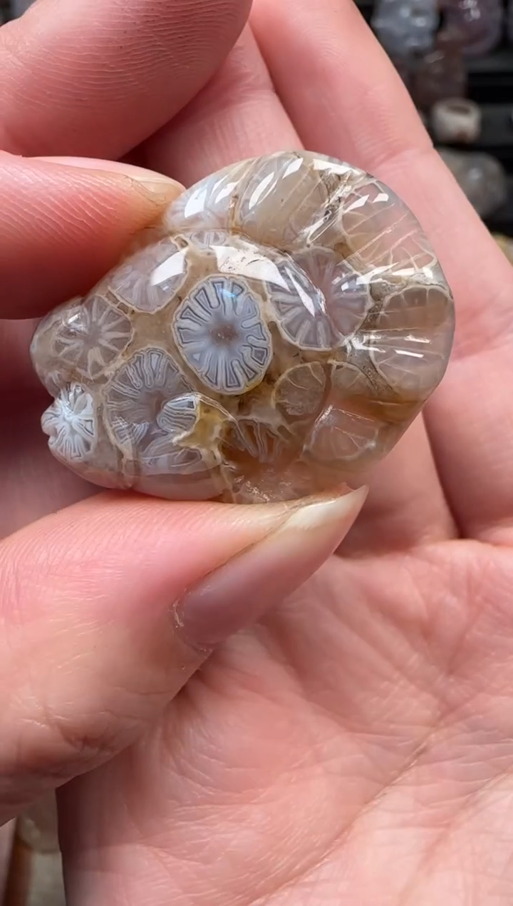 颈饰未镶嵌硅化珊瑚（珊瑚玉）856