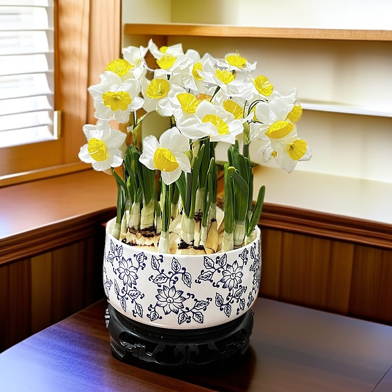 福建漳州水仙花圆盆青花陶瓷盆器白色凌波仙子圆盆青花