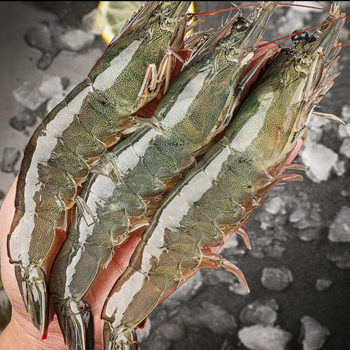 【特大号规格海虾】精选海水大虾 12-15cm左右 65只左右/5斤 盐冻