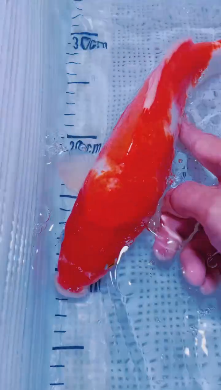 锦鲤血统锦鲤全场包邮117