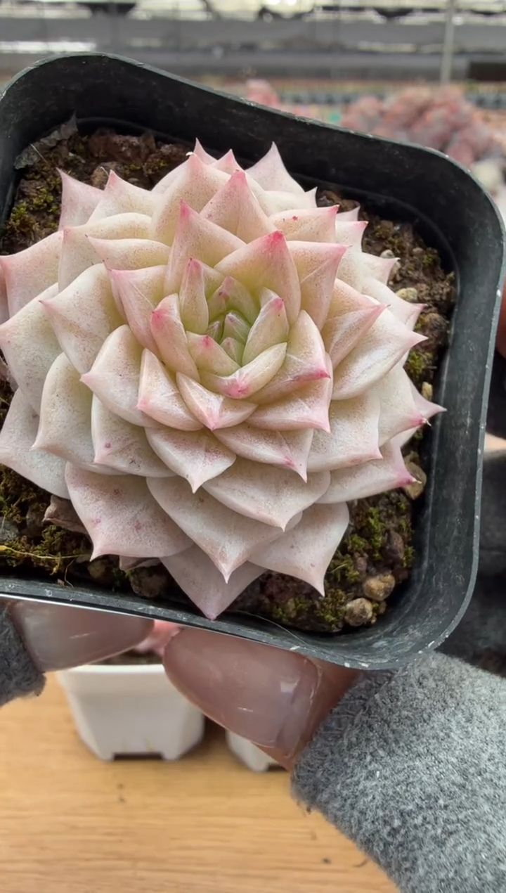 东云多肉园二店-112