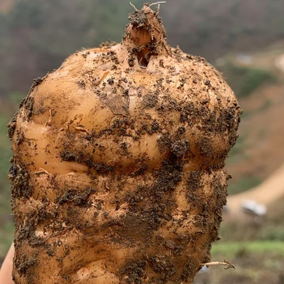 贵州乌蒙山高山新鲜天麻现挖现发煲汤滋补汤料