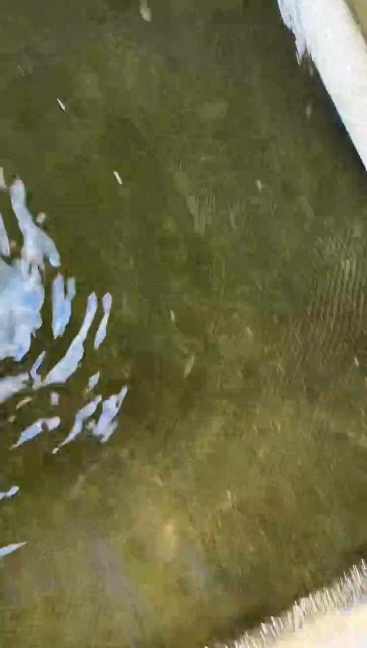 金鱼众*水娃娃观赏鱼兰寿金鱼  不包邮