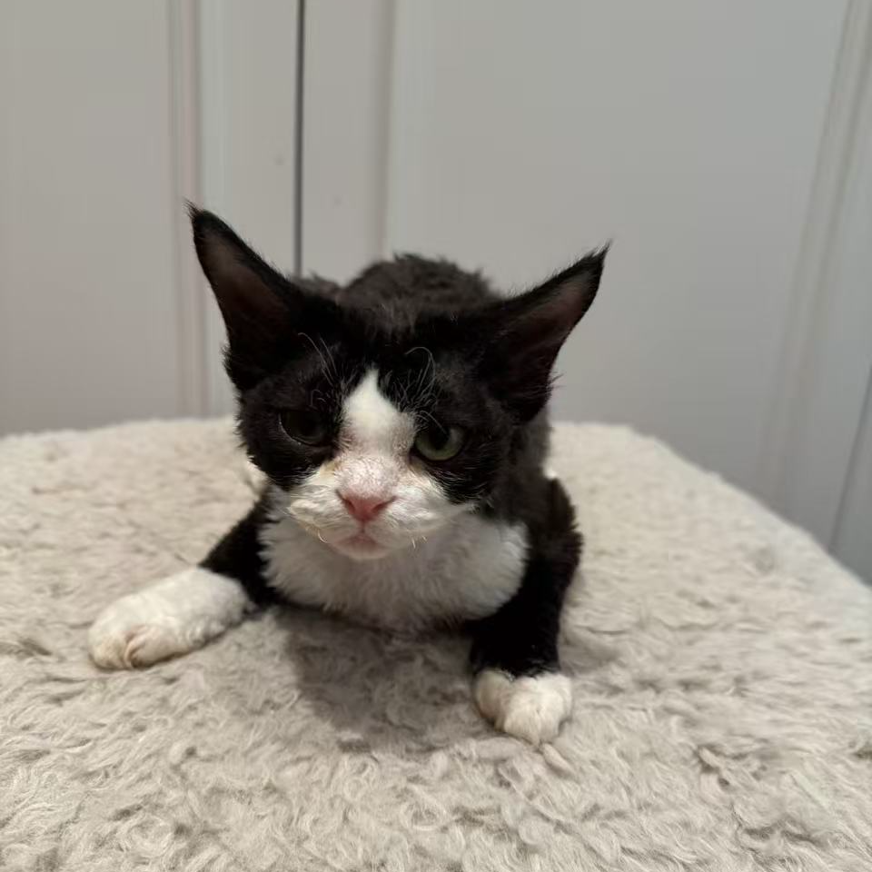 【兜卷德文卷毛猫】甜美可爱黑白开脸妹妹 已打3针疫苗