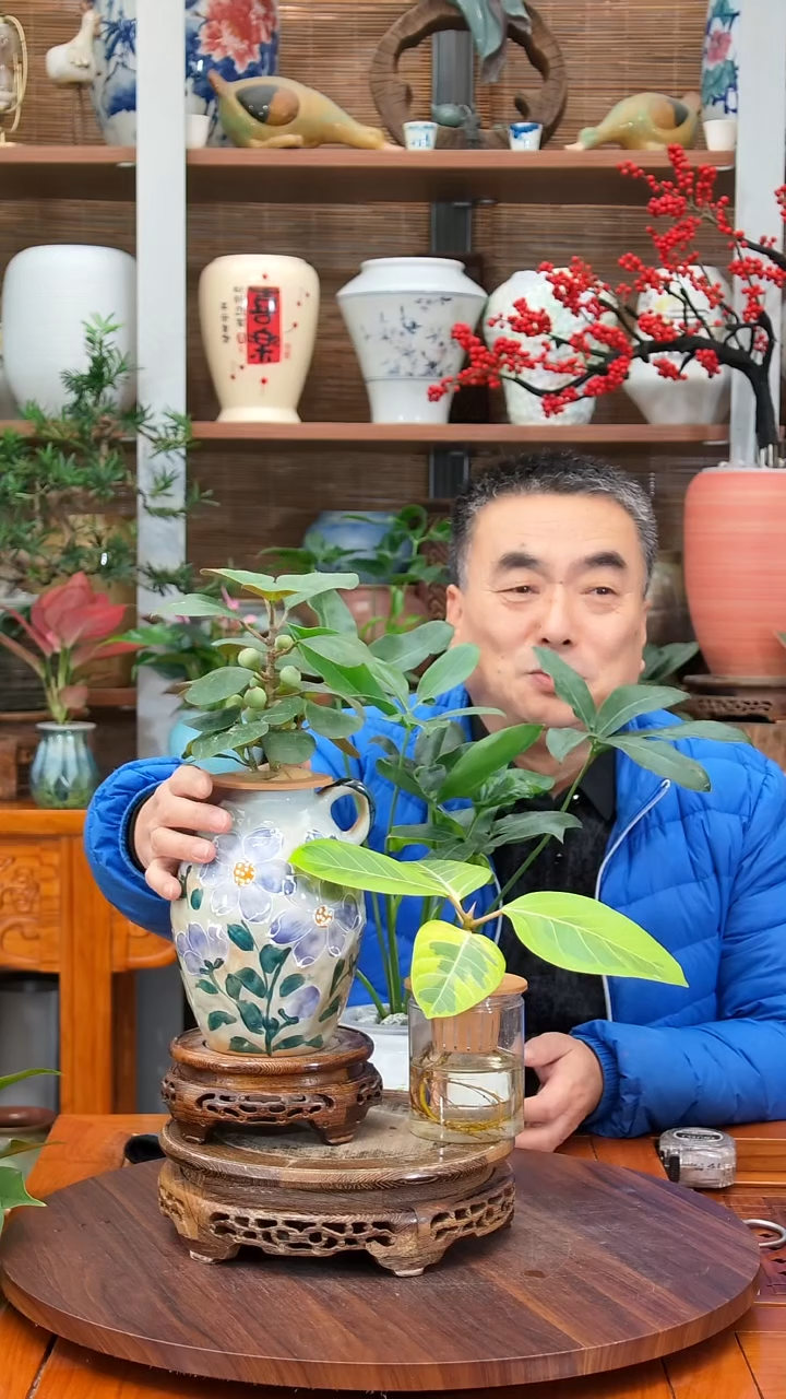 无花朵范*文 水之韵水培小盼菩提  富贵榕