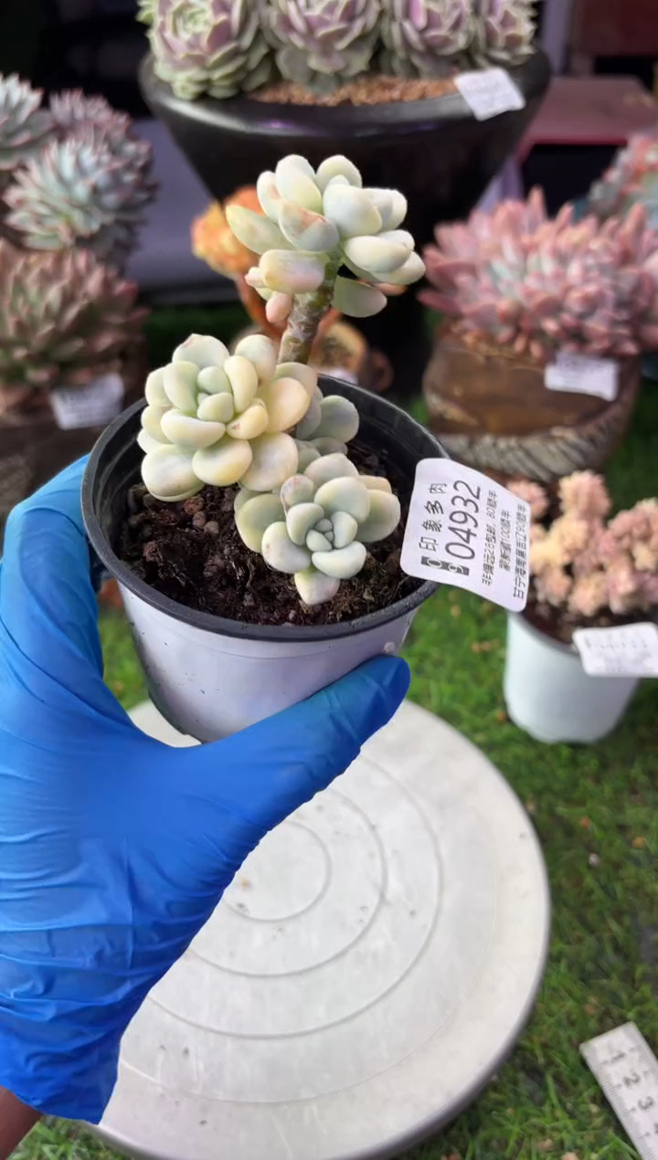 昆明印象多肉04932