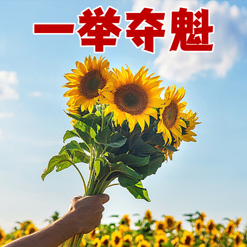 向日葵花卉种子一举夺魁中考高考花卉盆栽一举高中盆栽鸿运当头商品图