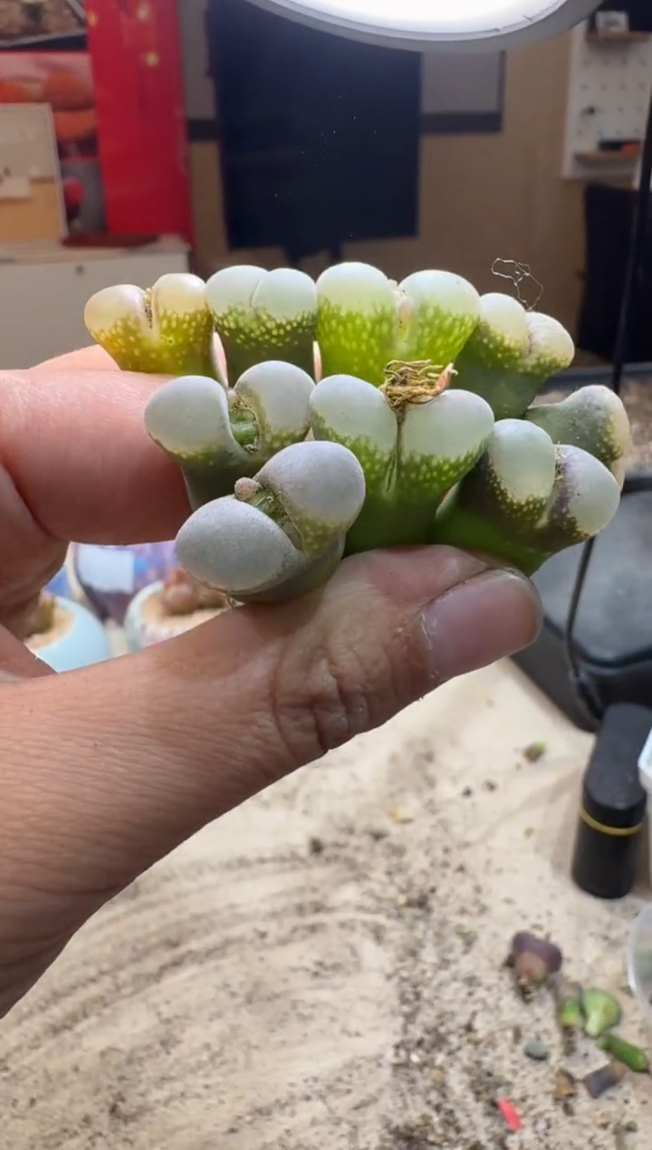 6-256多肉植物肉锥