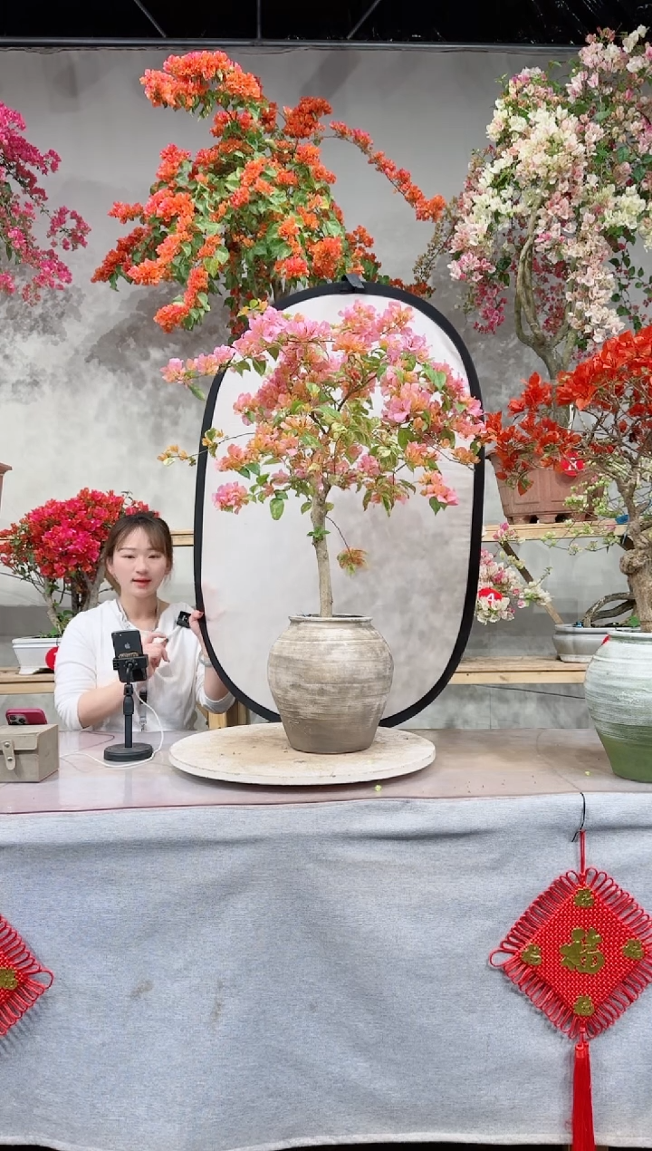 【闪购商品】盆景沙斑叶女郎