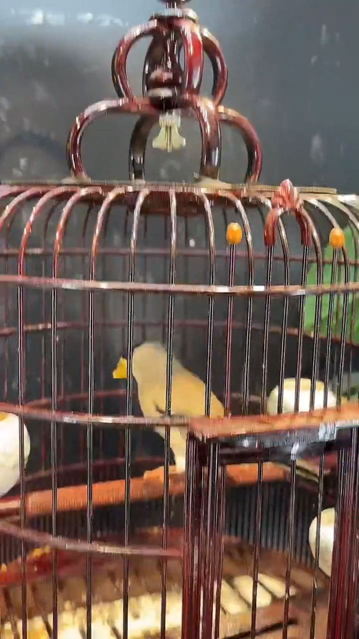 22号  花嘴养笼0元起拍 