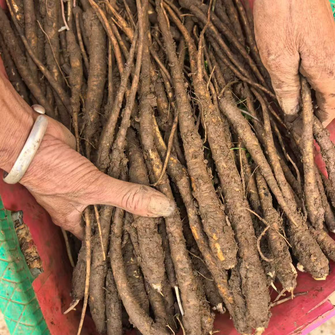 【新鲜】大凉山高山土当归甜当归 当归鲜货 煲汤佳品