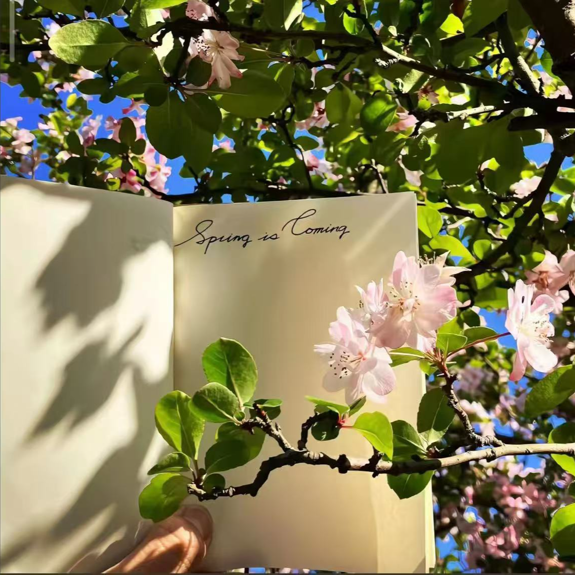 蝴蝶兰 花后苗绿植盆栽