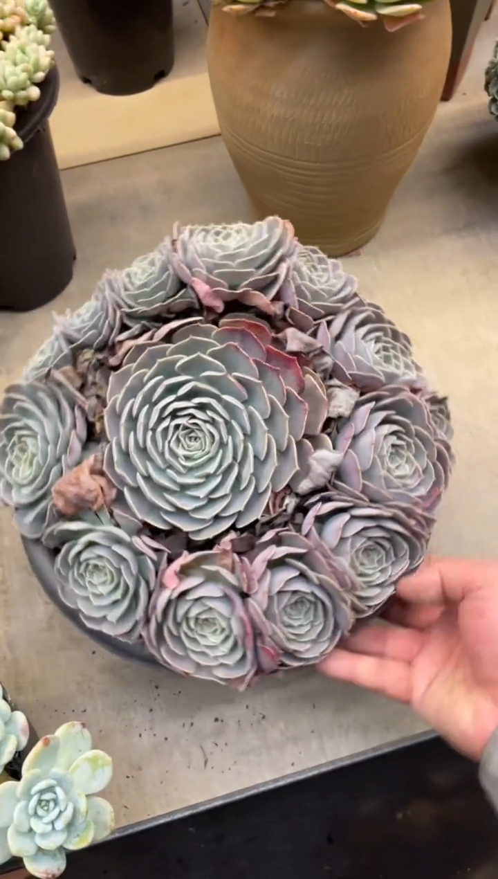 【闪购商品】196天赐