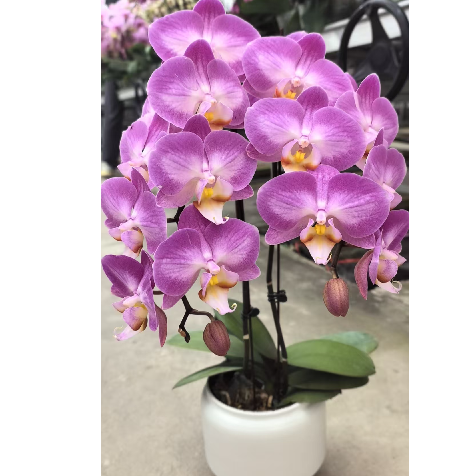 【雪山飞狐组盆】蝴蝶兰带花发货可室内种植观赏送礼