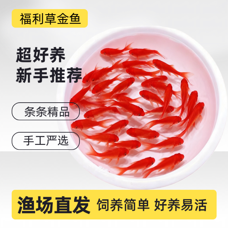 福利35条红草金鱼3-5厘米皮实好养耐活冷水活体宠物淡水观赏鱼