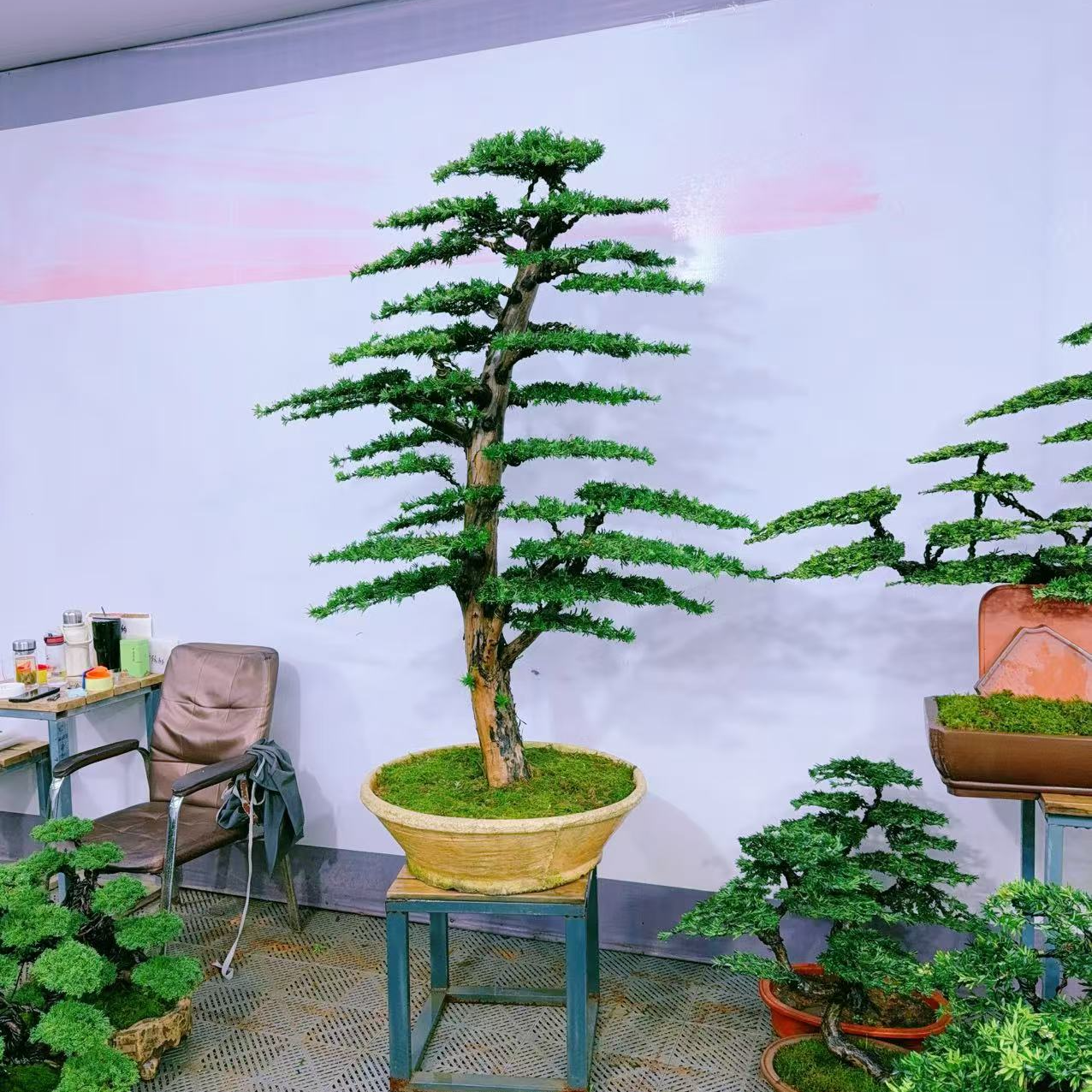 罗汉松盆景老桩盆景