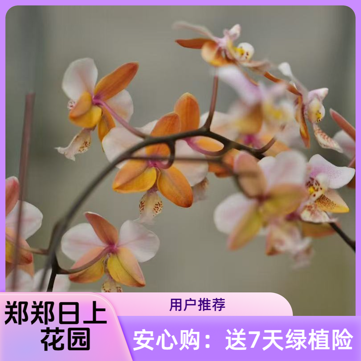 黄金史交西 上板 苗