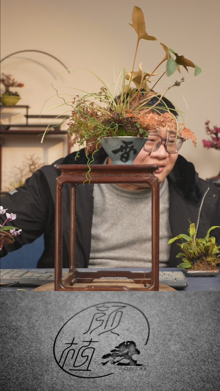 【闪购商品】盆景草本植物  顺丰