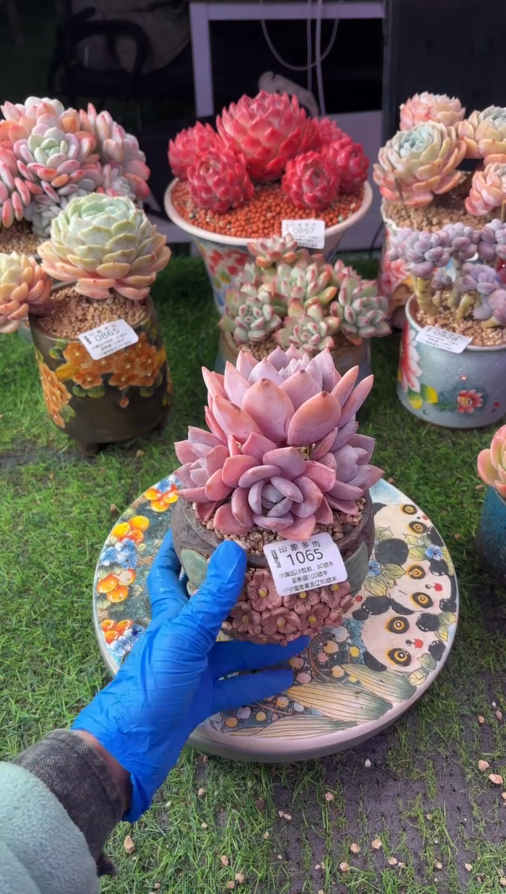 昆明印象多肉1065