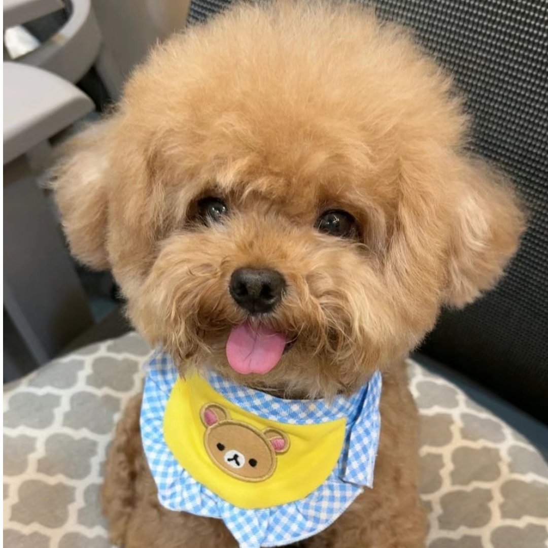 可爱萌宠小型犬精神陪伴活体不掉毛
