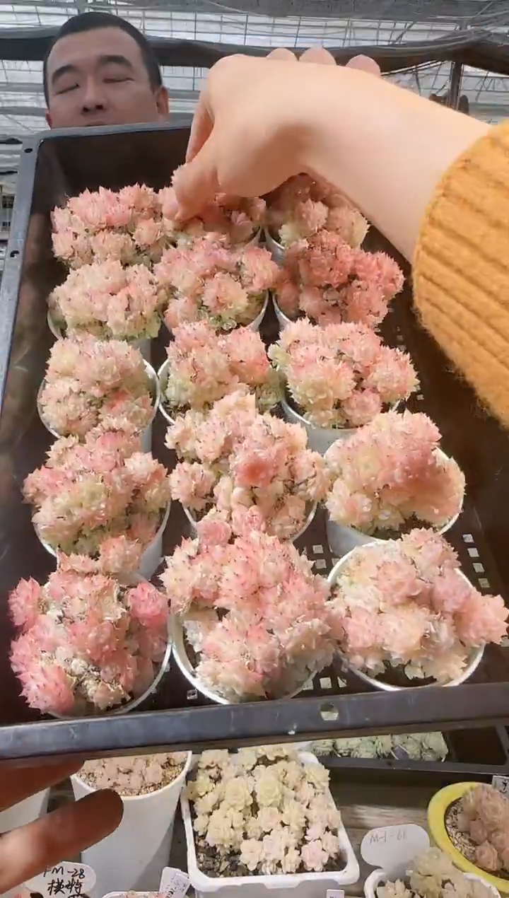 1224-28多肉量拍任意发一颗群生不包整