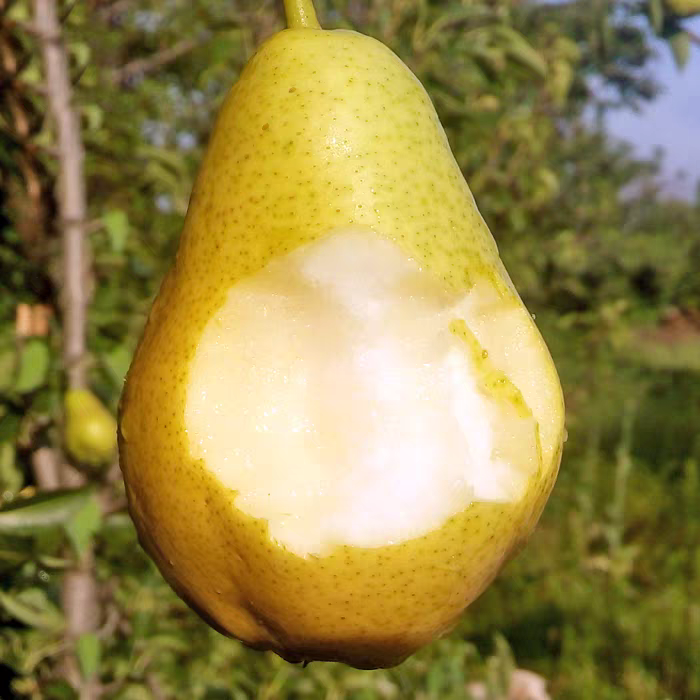 一面红香蕉梨软糯香甜多汁皮薄肉厚核小当季水果