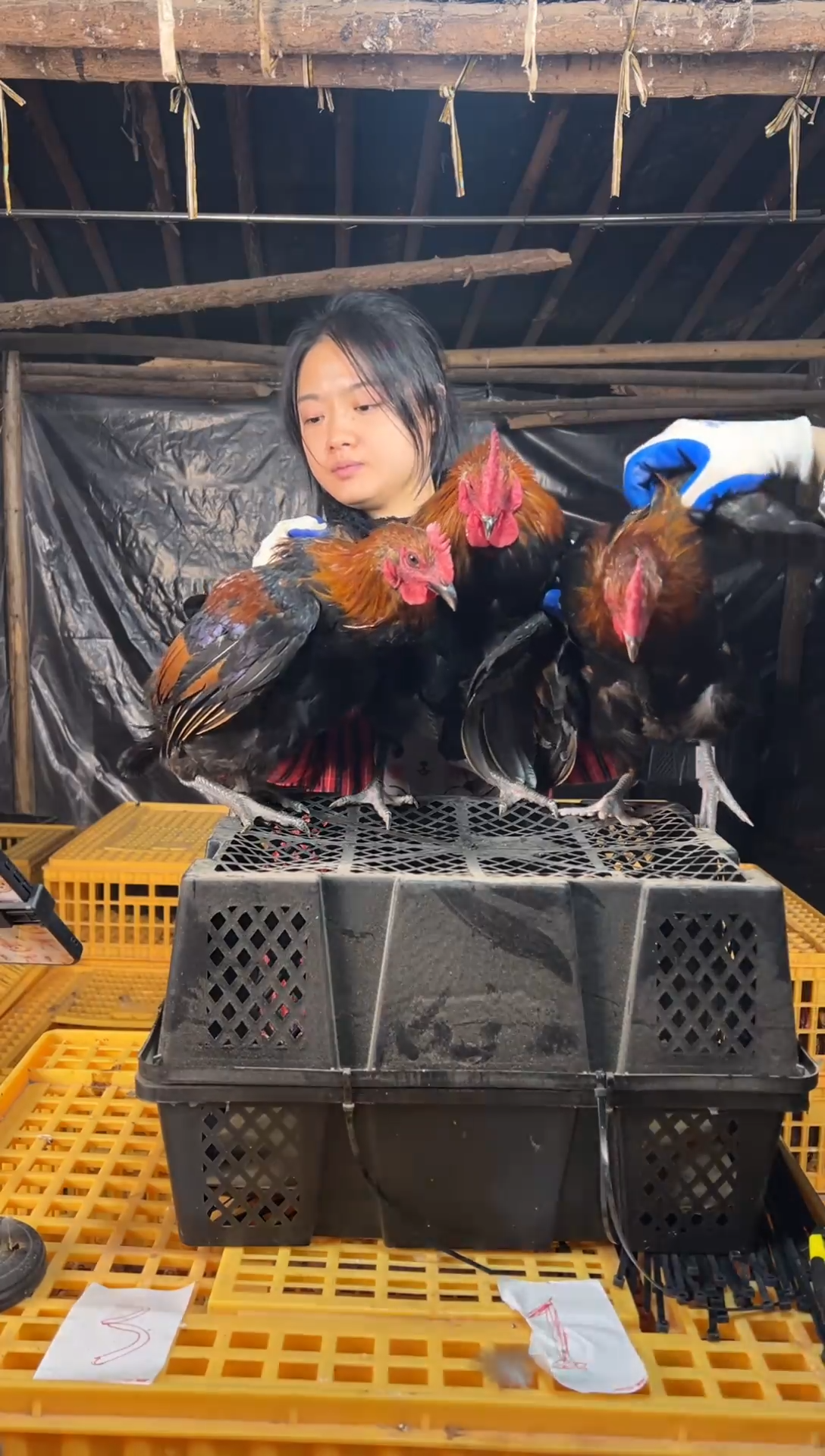 食用农产品130天中国大陆原种崇仁麻鸡 3只公鸡 蒲