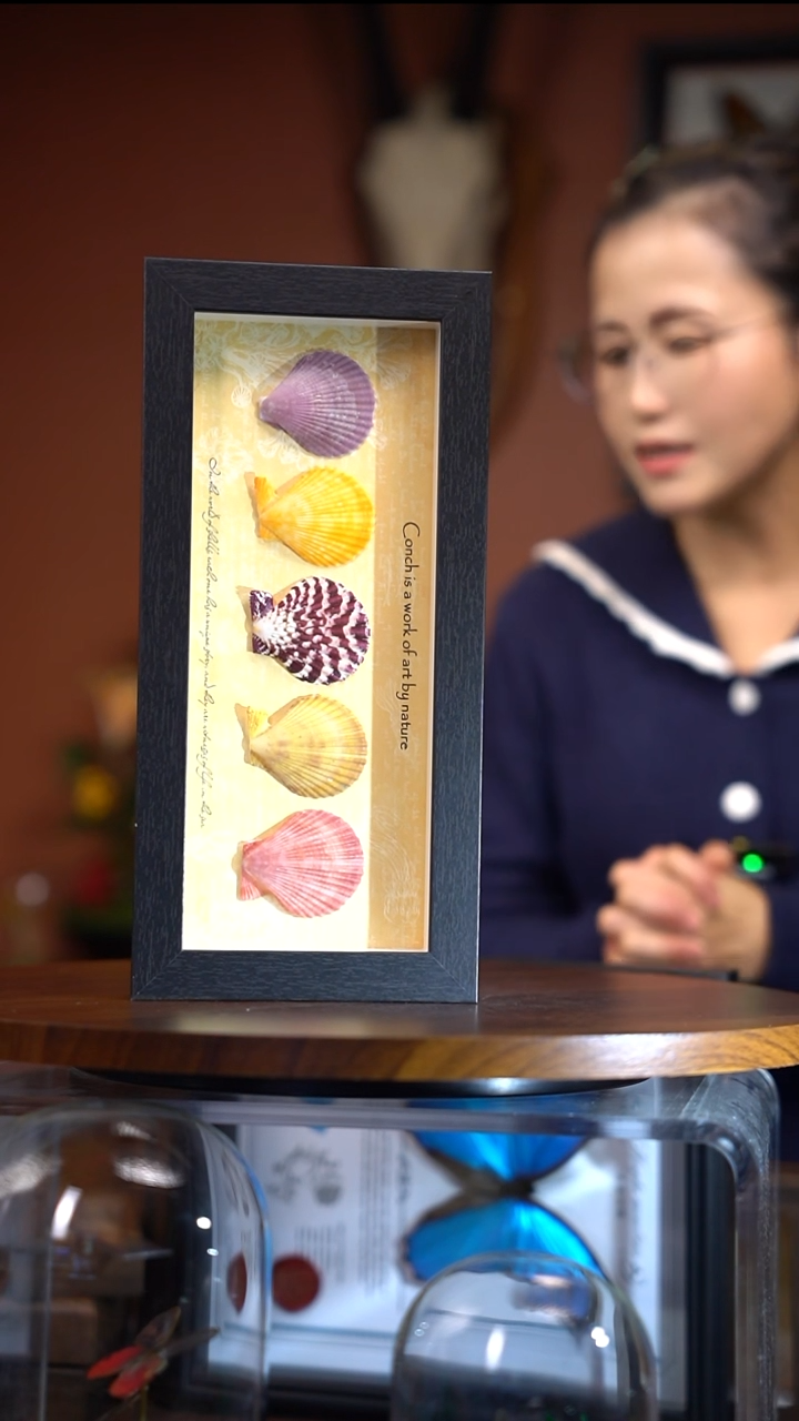 五彩扇贝组合竞拍 （常规）