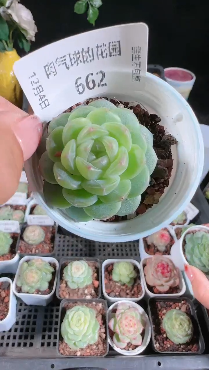 1204-662p3-9多肉群生不包整