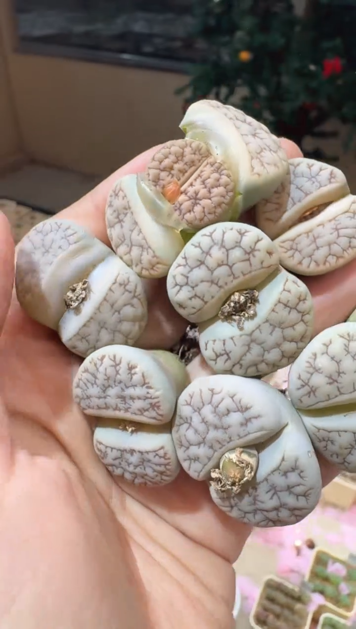 191多肉植物肉锥189一颗