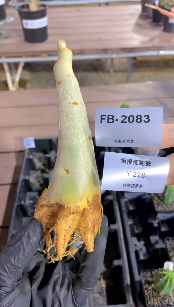 【闪购商品】祖提葡萄翁FB-2083