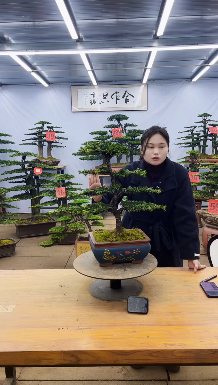 【闪购商品】高端盆景一物一拍，所见即所得