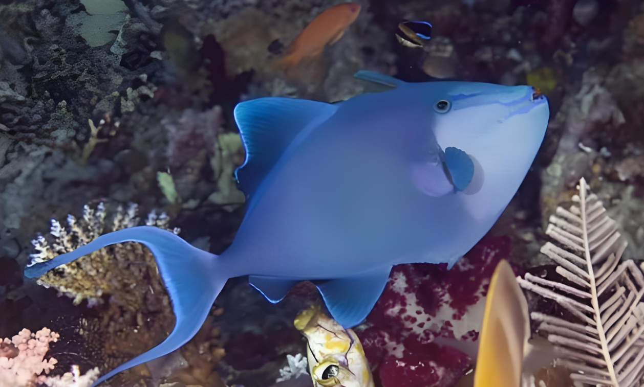 观海·魔鬼炮弹海水鱼