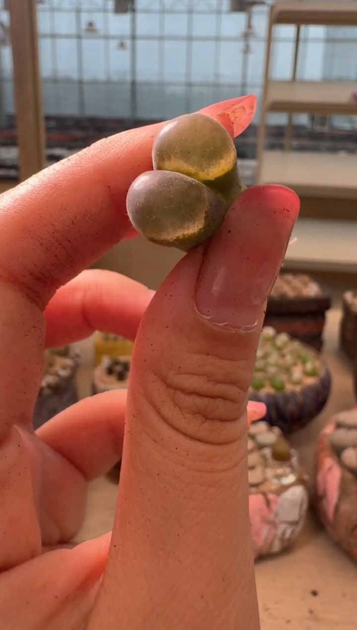 17-17多肉植物肉锥