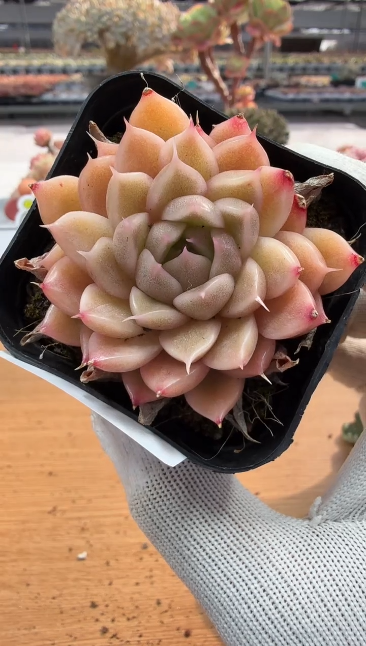 东云多肉园二店-225