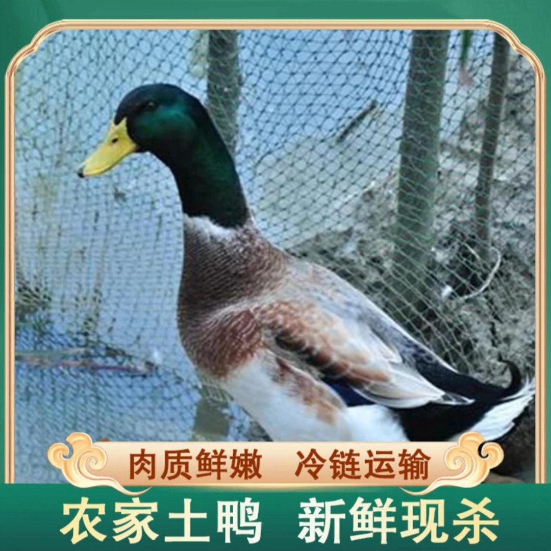 【兵哥】农家放养土鸭子 单只净重2斤 冷链运输