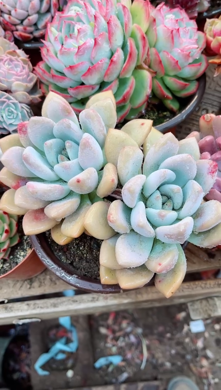 【闪购商品】07143