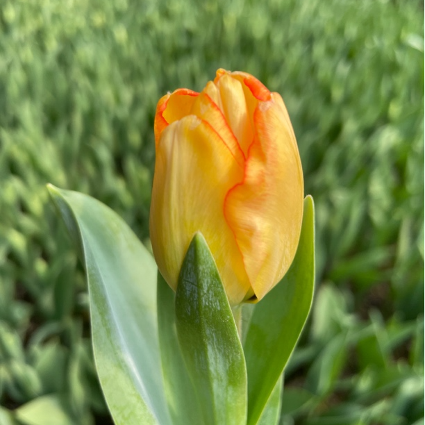 郁金香带花苞发货/包对版（黄色橙边）