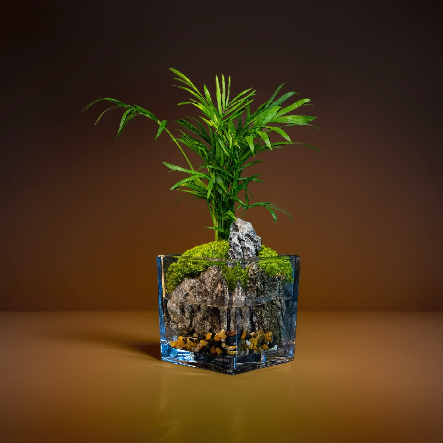 袖珍椰子-成品创意绿植景观10*10cm