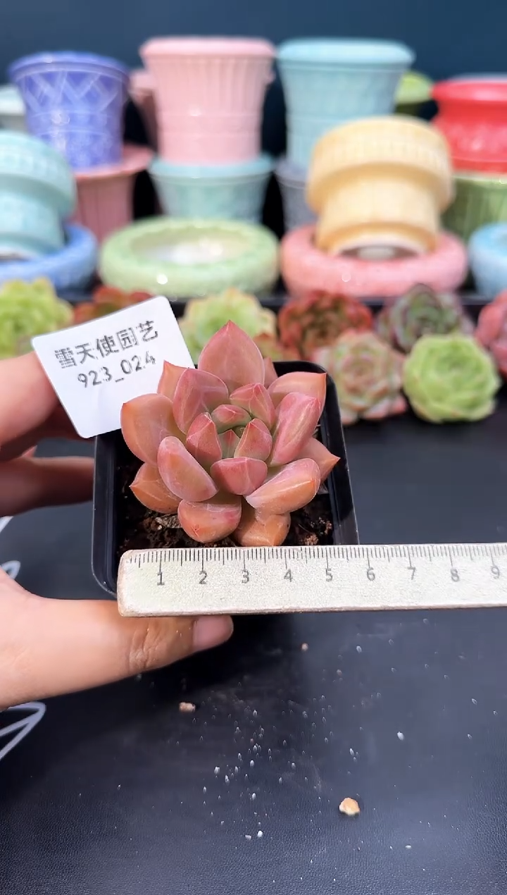 923-024青山（冠幅5cm）