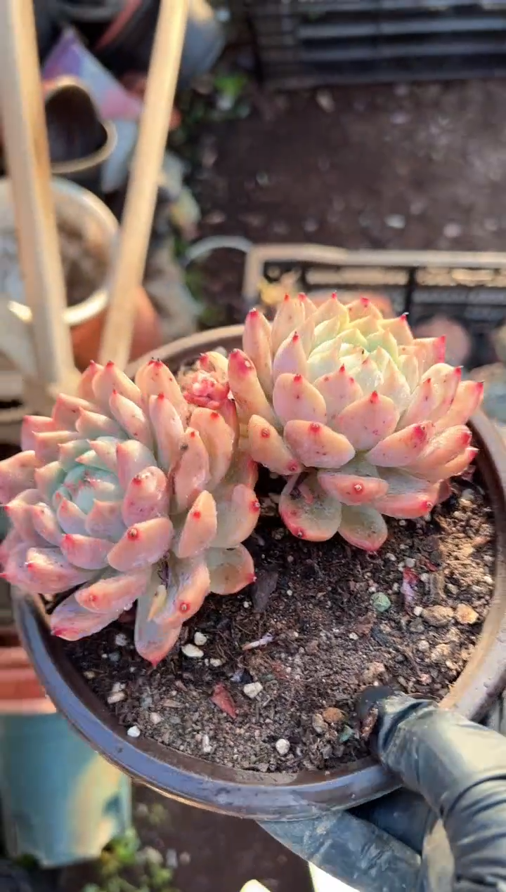 黄**娜阿迷洲多肉花卉08319